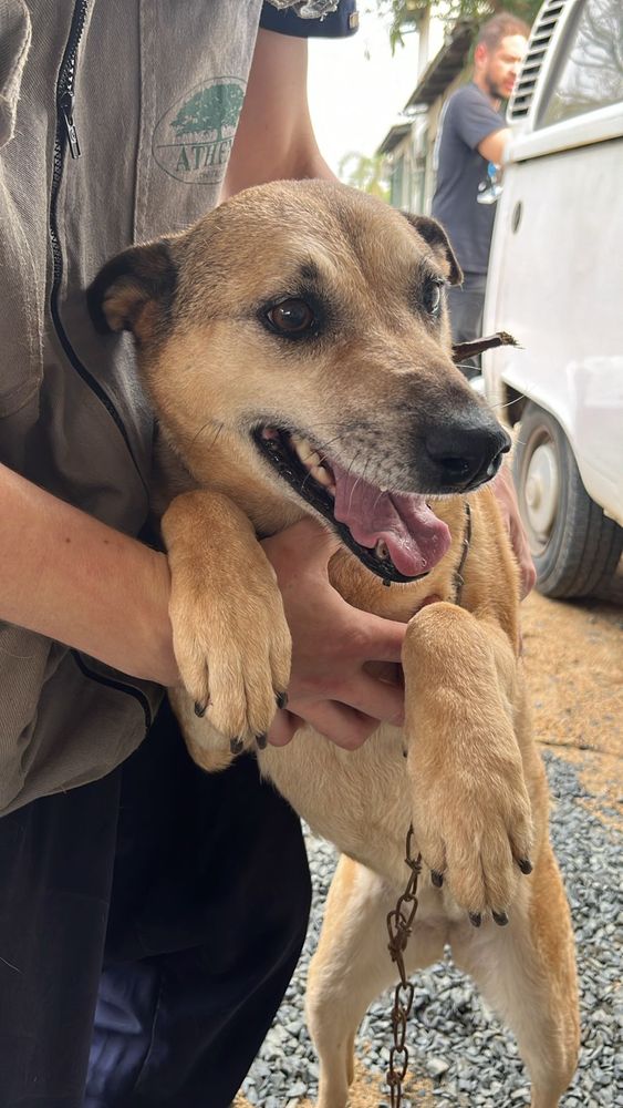 Cão
