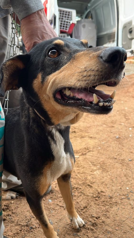 Cão