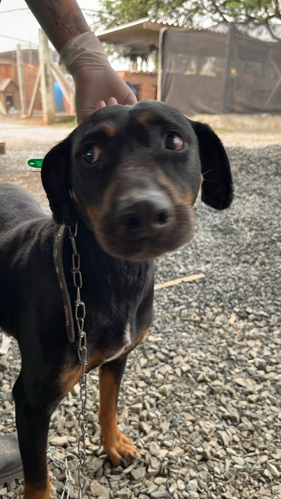 Cão