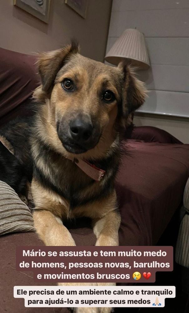 Cão
