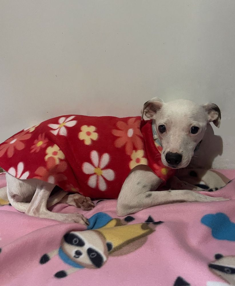 Cão