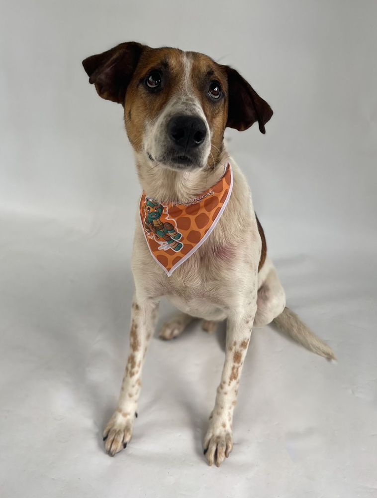Cão