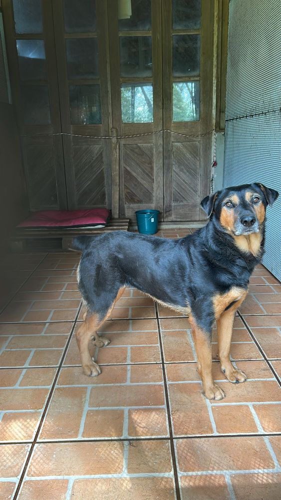 Cão