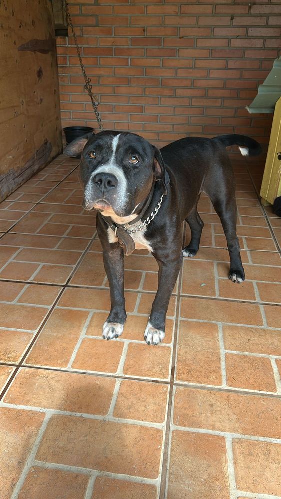Cão