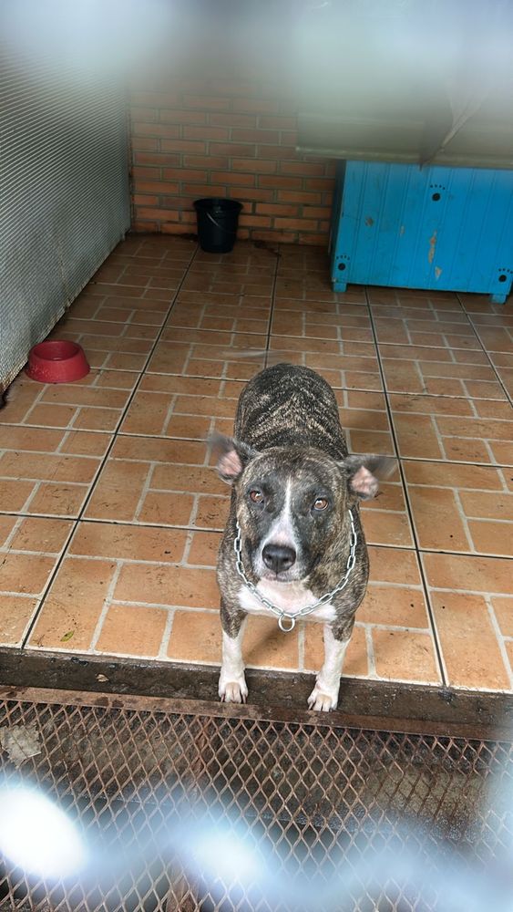 Cão