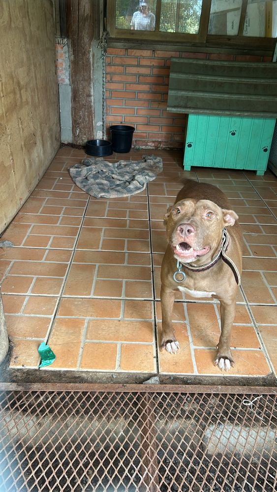 Cão