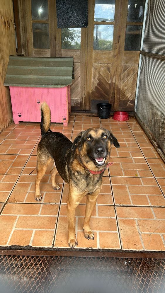 Cão