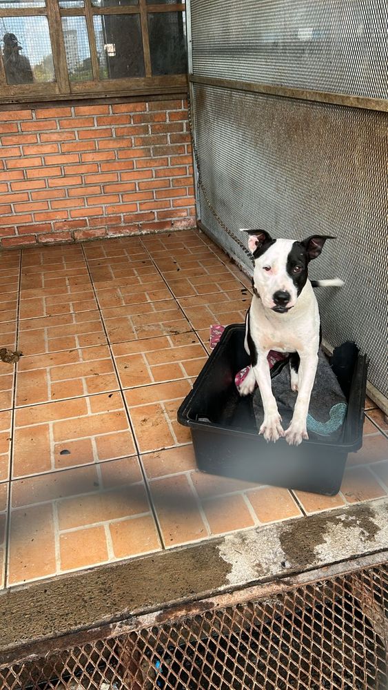 Cão