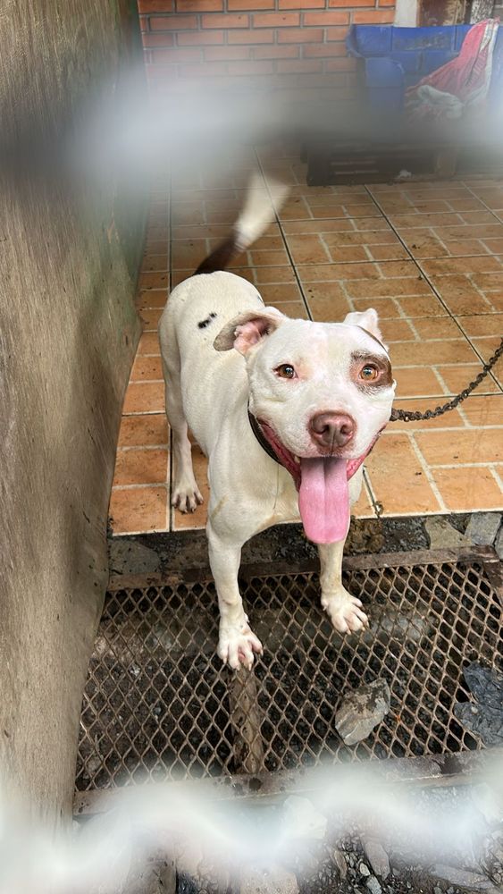 Cão