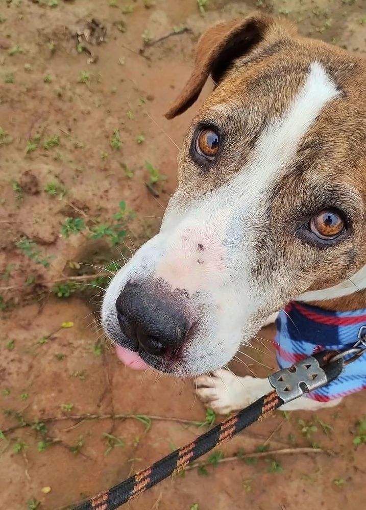 Cão