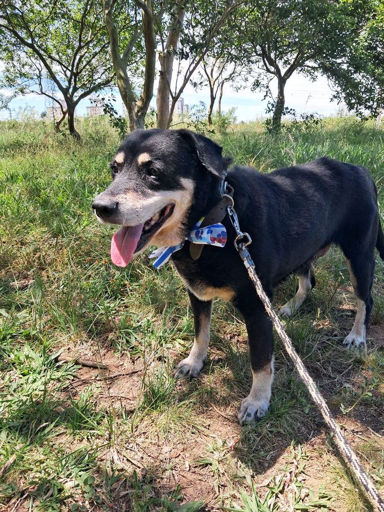 Cão