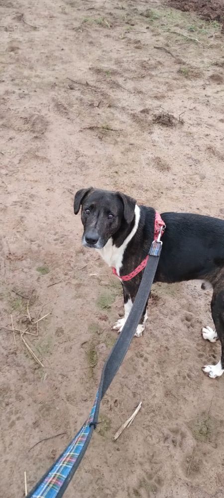 Cão