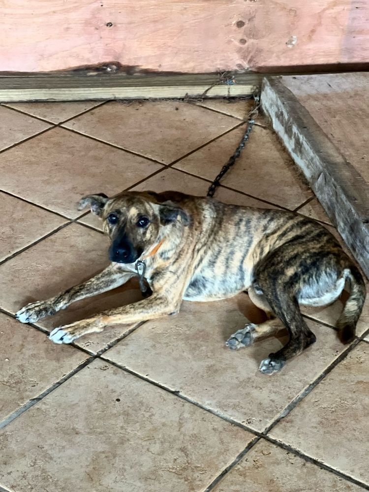 Cão