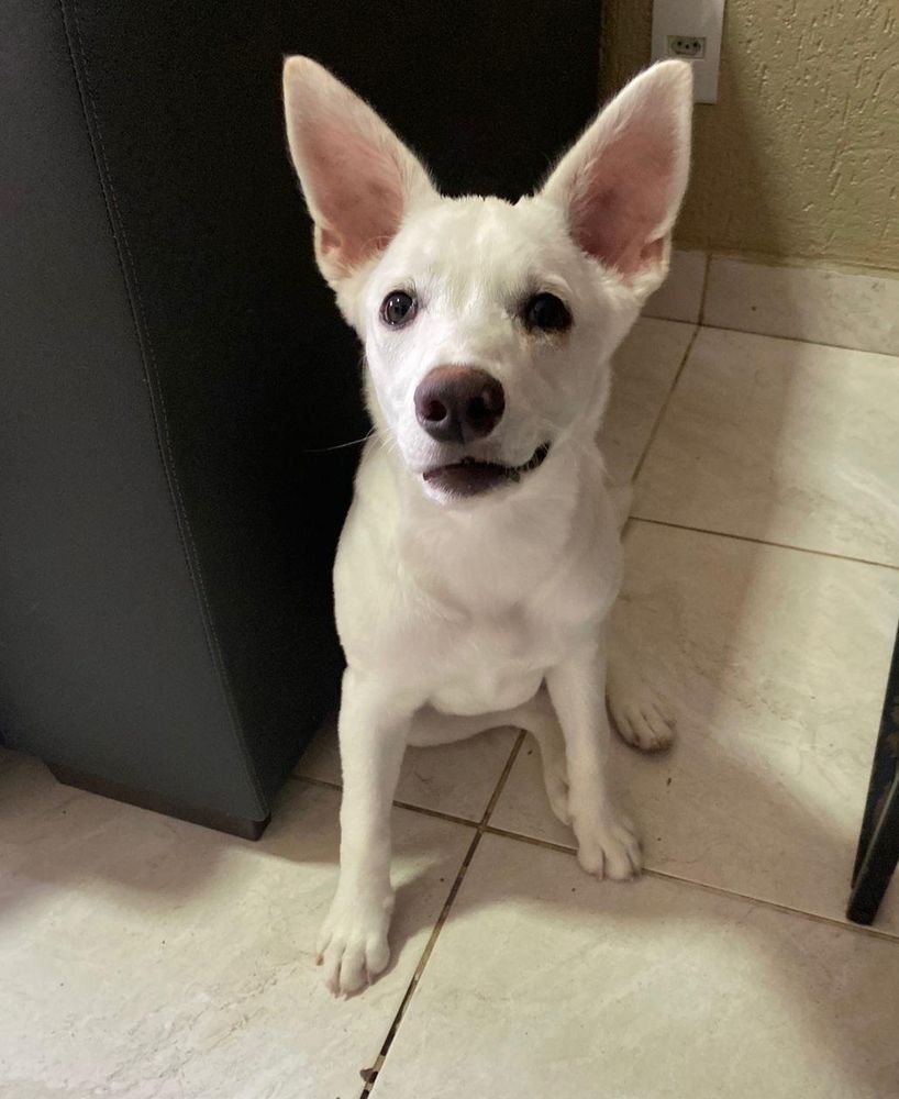 Cão