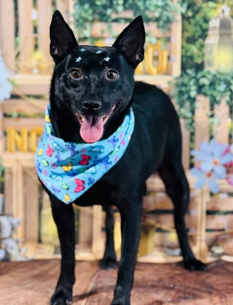 Cão