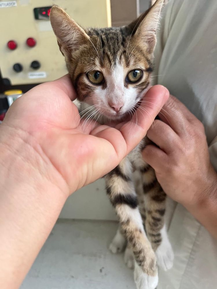 Gato