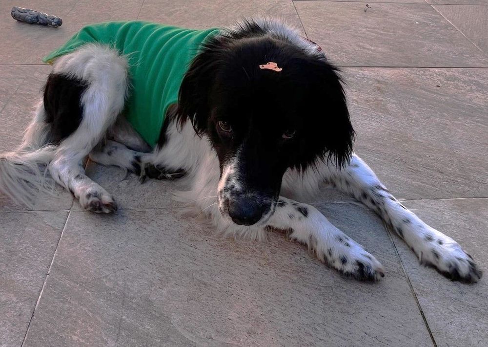 Cão