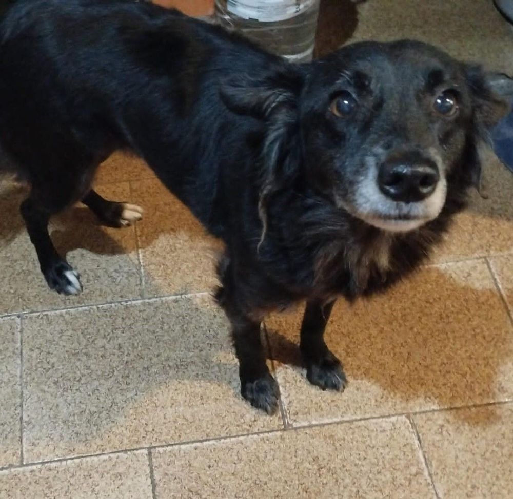 Cão