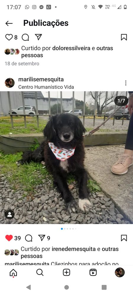 Cão