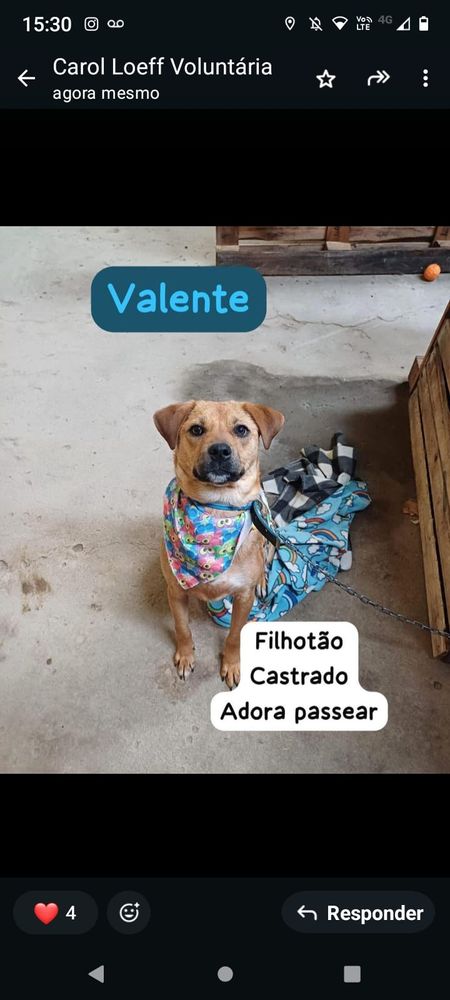 Cão
