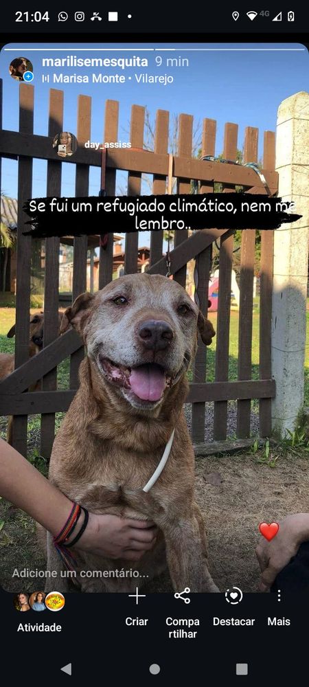Cão