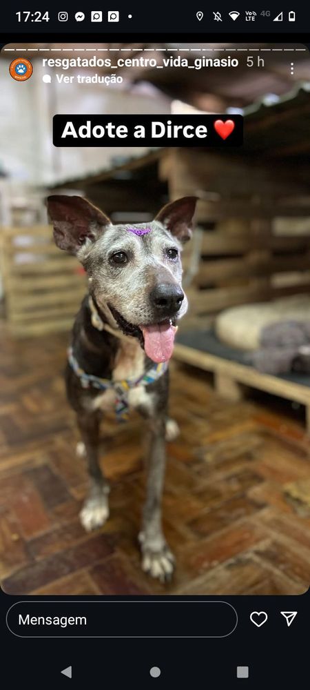 Cão