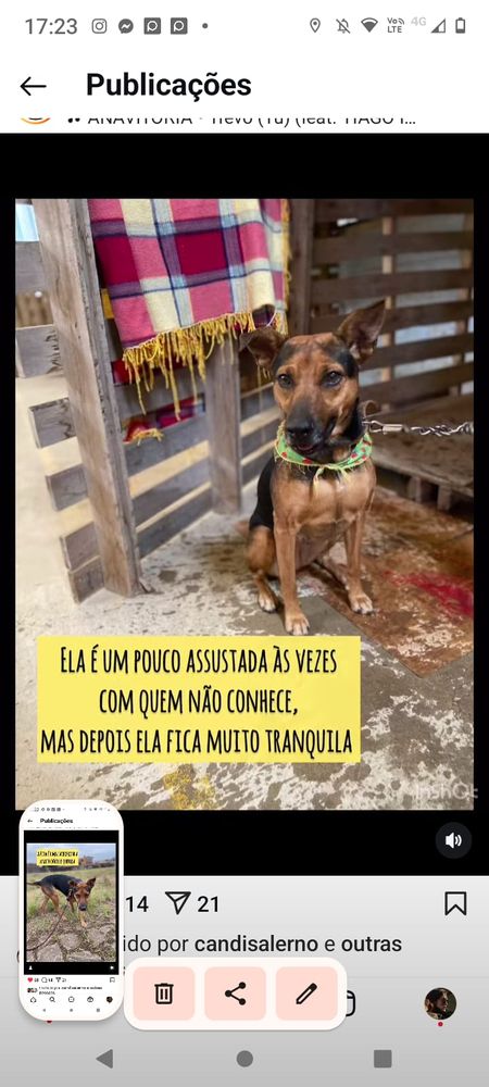 Cão