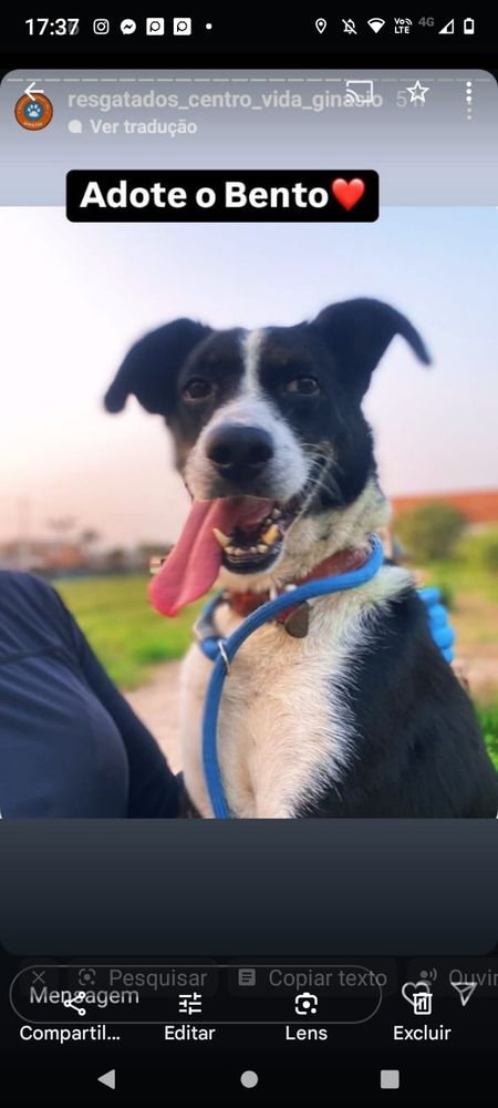 Cão