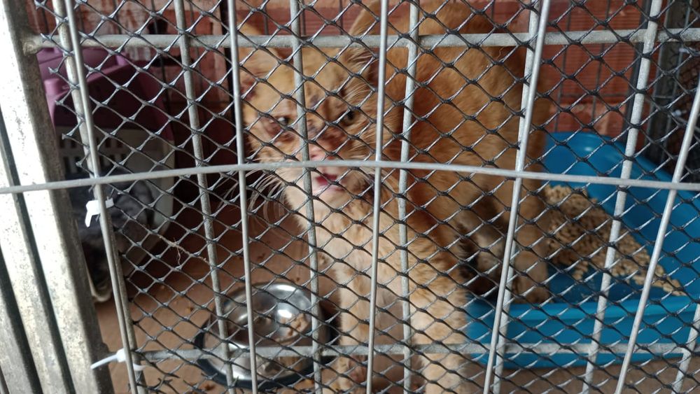 Gato