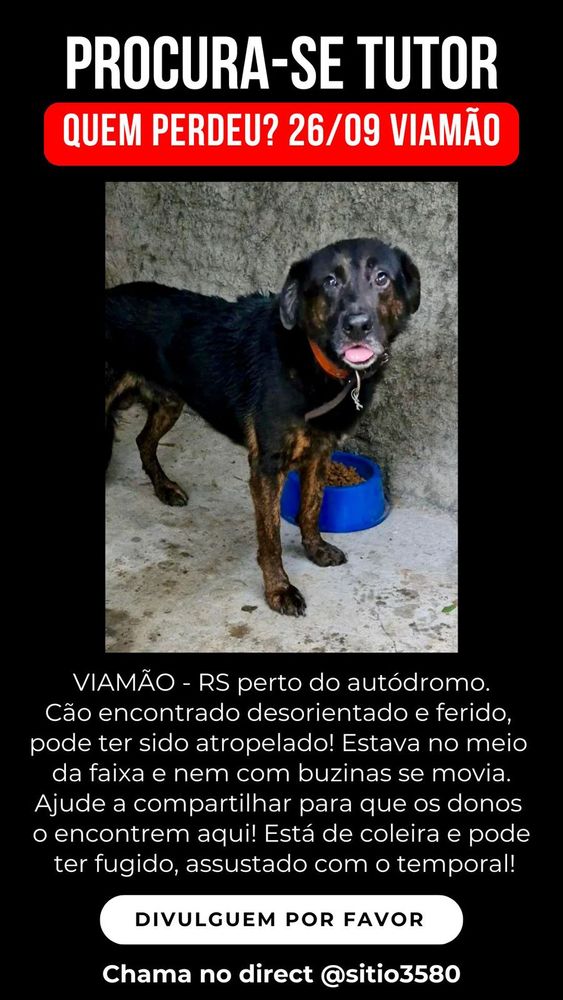 Cão