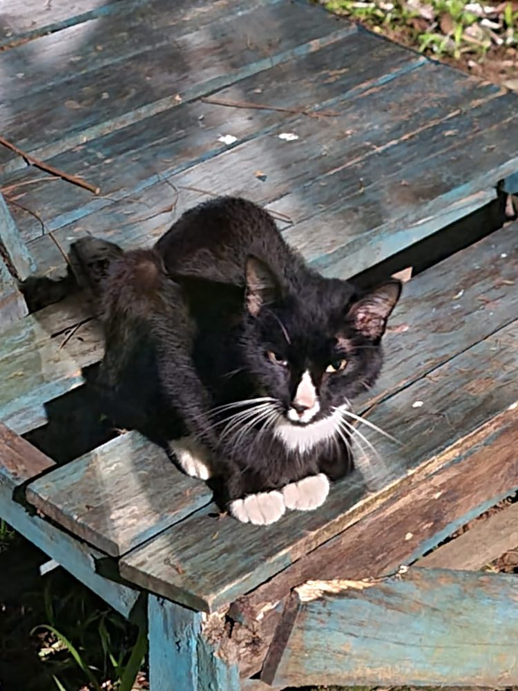 Gato