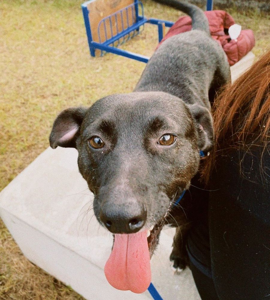 Cão