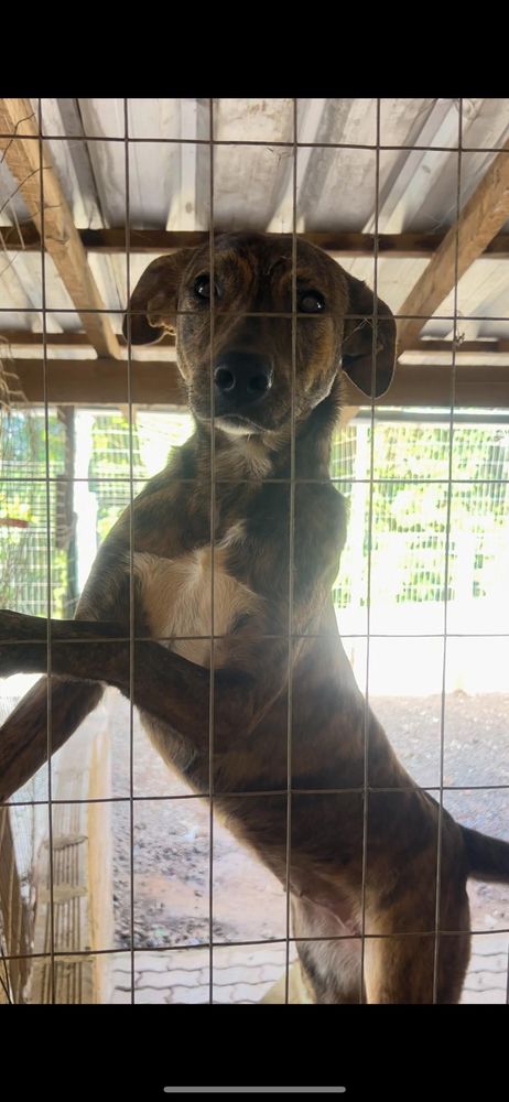 Cão