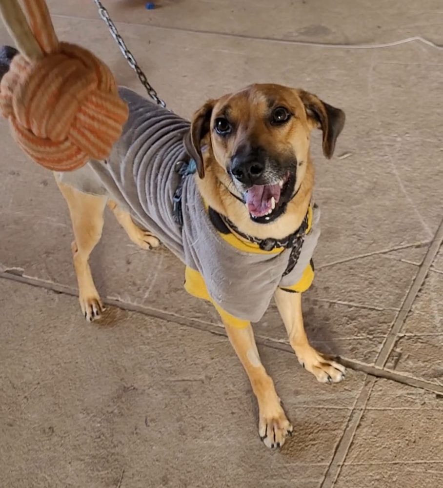 Cão