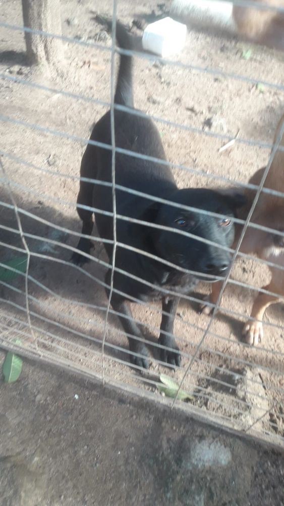 Cão