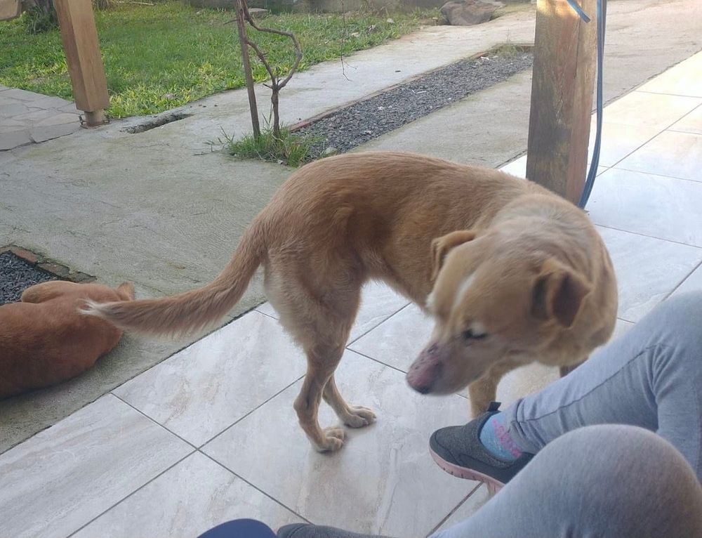 Branquinha