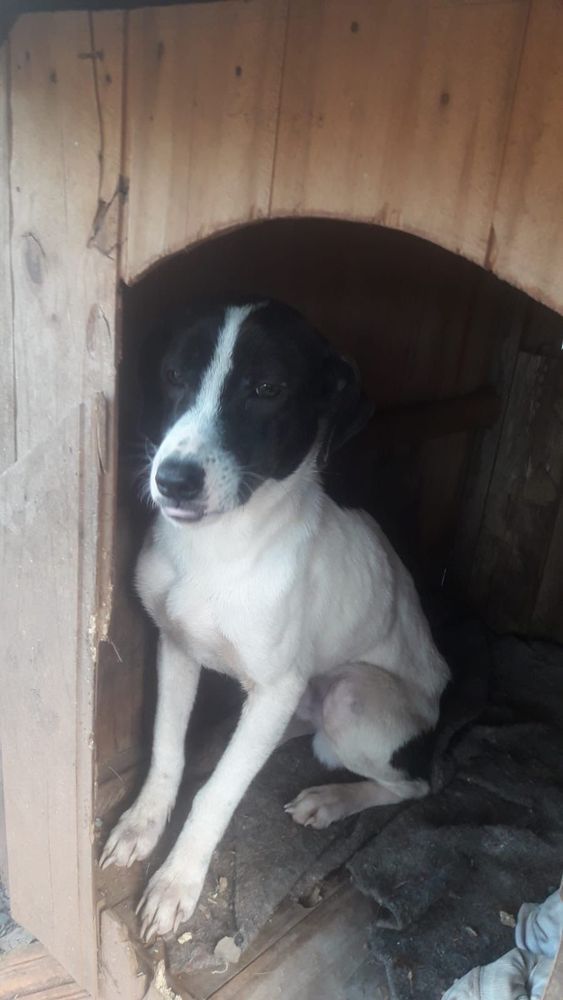 Cão