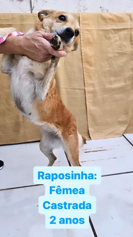 Cão