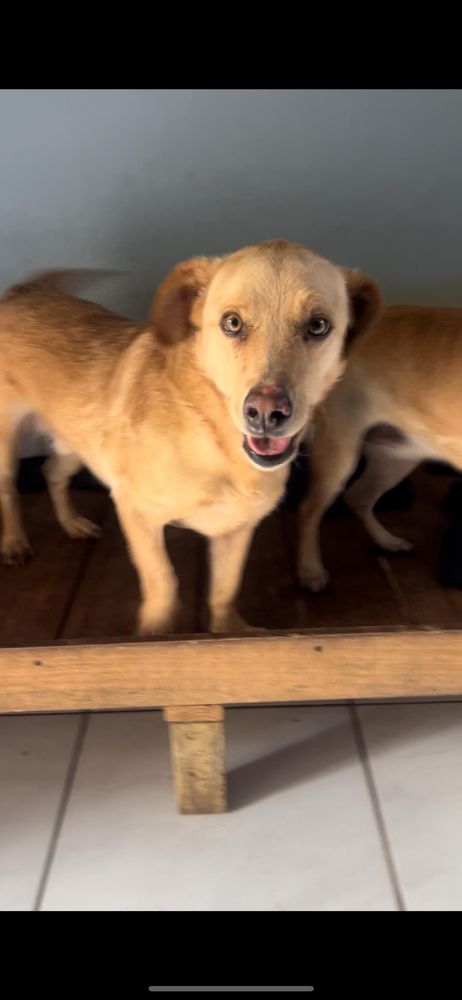 Cão