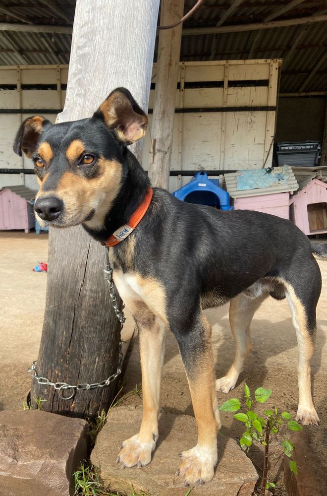 Cão