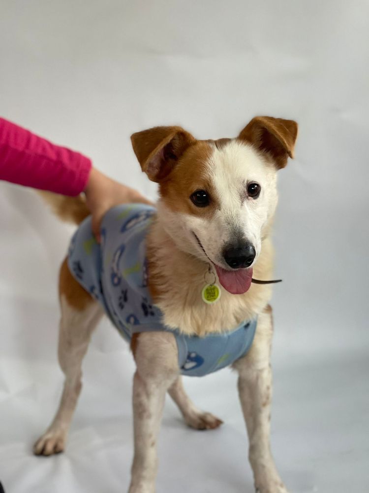 Cão