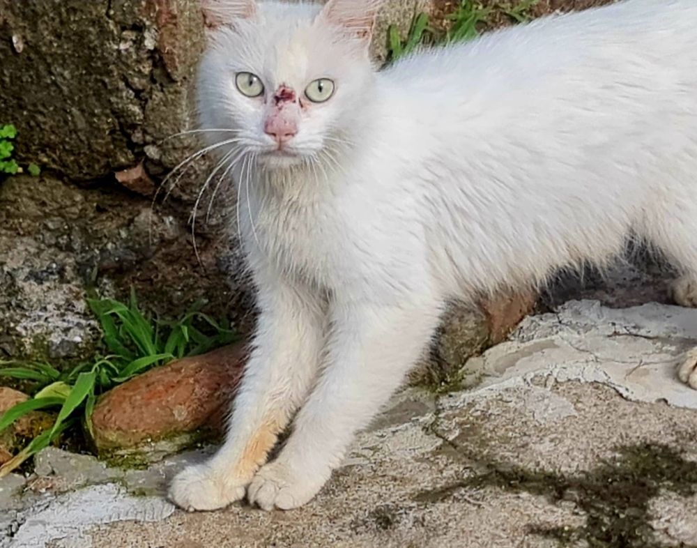 Gato