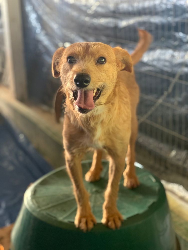 Cão