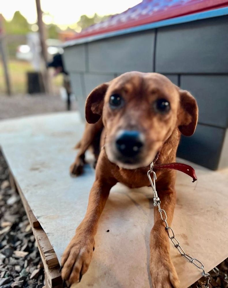 Cão