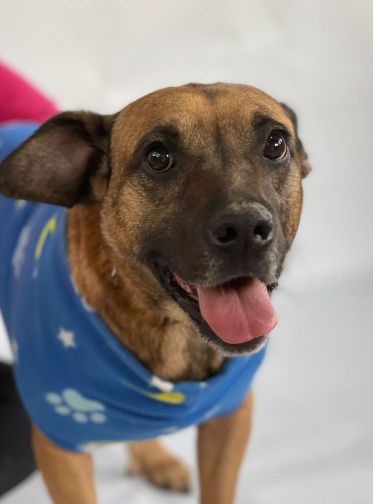 Cão