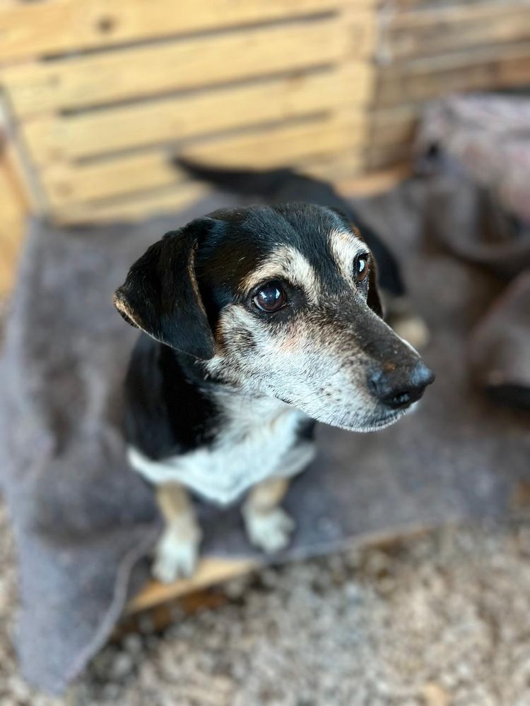Cão