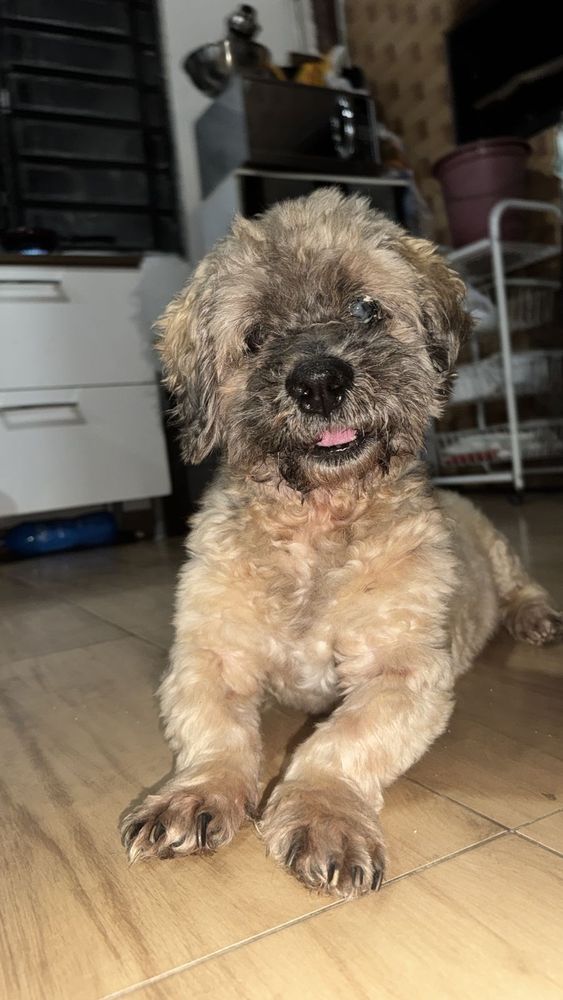 Cão