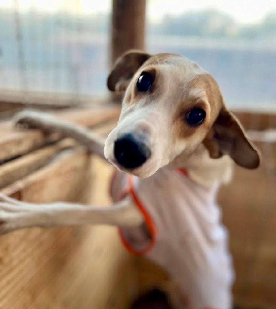 Cão