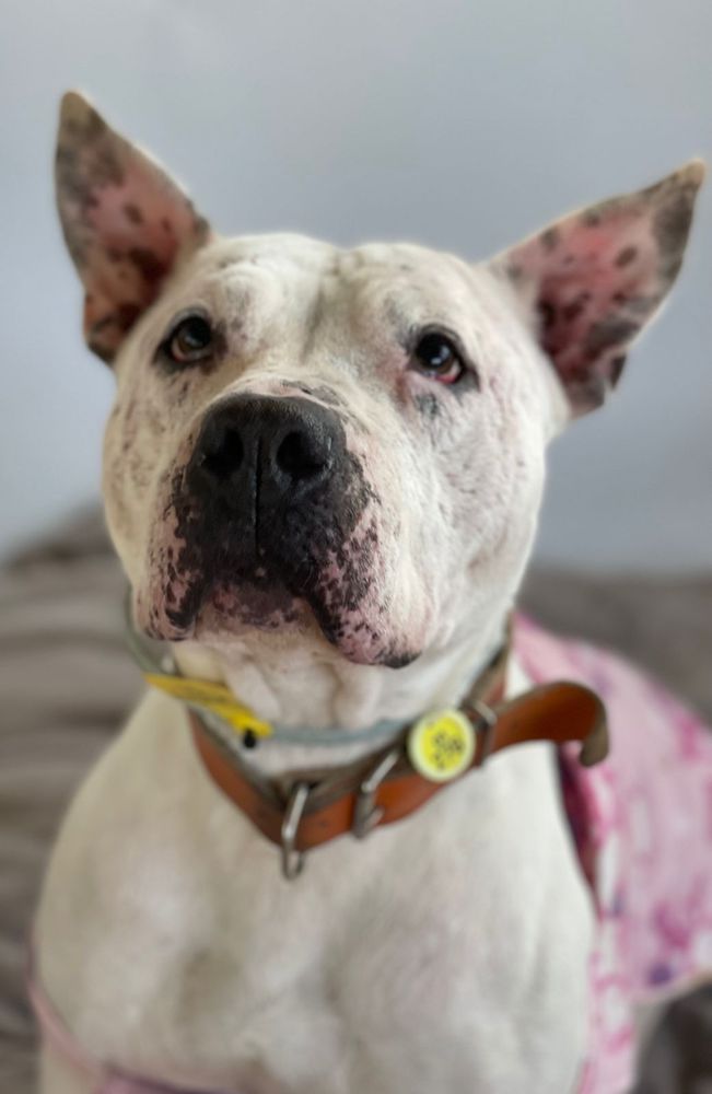 Cão