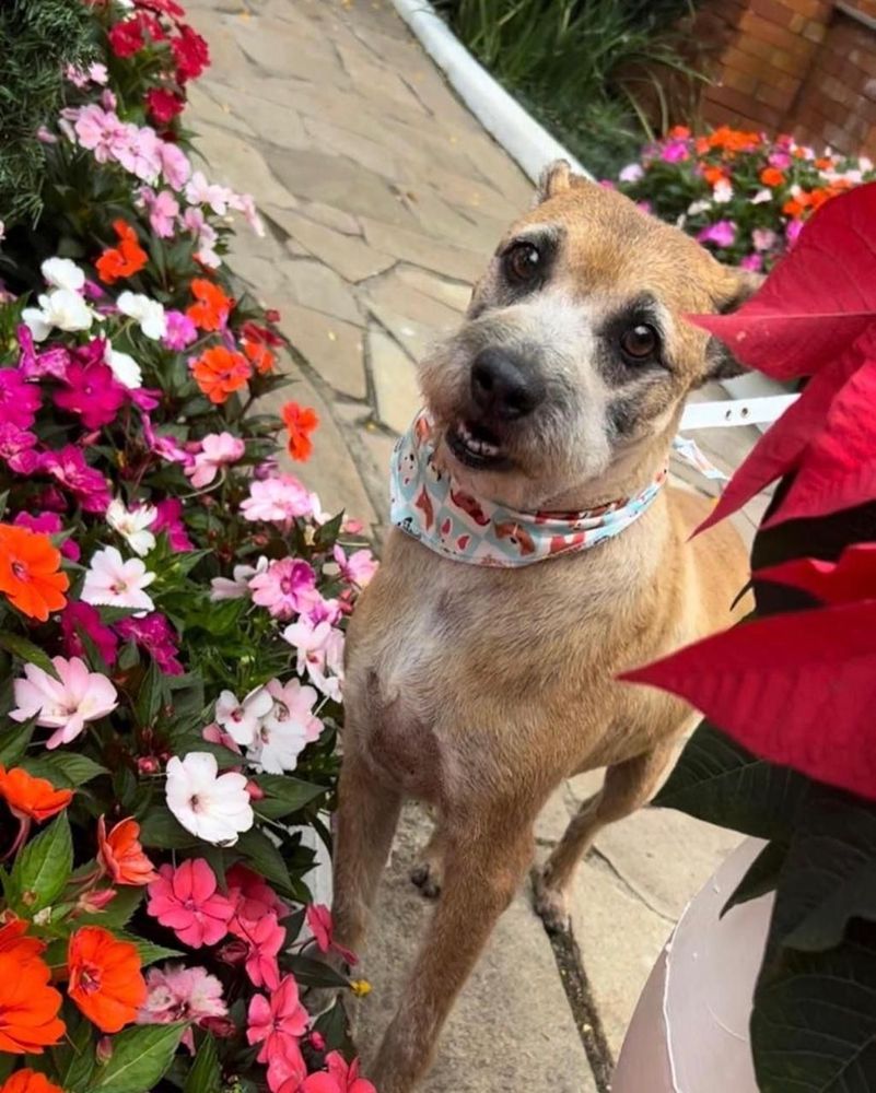 Cão